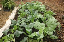 Kale Kale